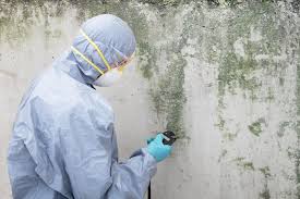 Mold Odor Removal Services in Redway, CA